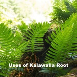 Uses of Kalawalla Root