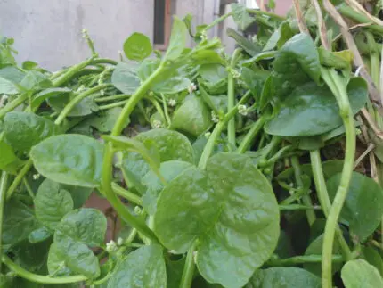 Health benefits of Malabar Spinach