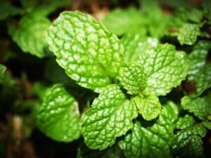 Peppermint to be avoided for acidity