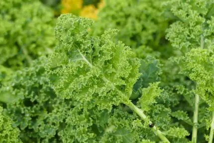 Baby Kale Leaves health benefits