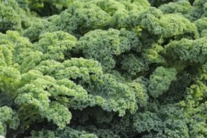 Baby Kale - Helps in Detoxification