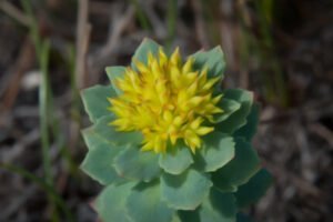 daily use of Rhodiola rosea