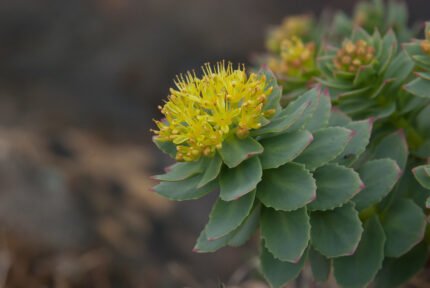 Rhodiola rosea benefits, nutrition, uses and side effects