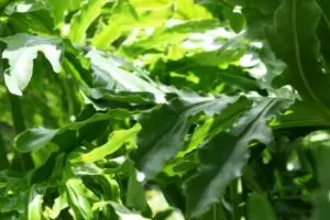 Arugula supports heart health