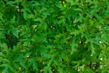 7 amazing Health benefits of Arugula