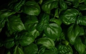 Inside Basil Leaves