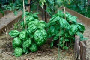 Basil Leaves Health Benefits