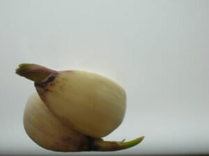 when to avoid sprouted garlic?