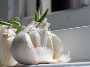 myths and misconceptions of sprouted garlic