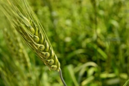 a close up of a stalk of wheat in a field