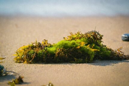 a small patch of green moss on a sandy beach